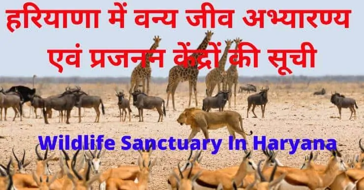 Wildlife Sanctuary In Haryana