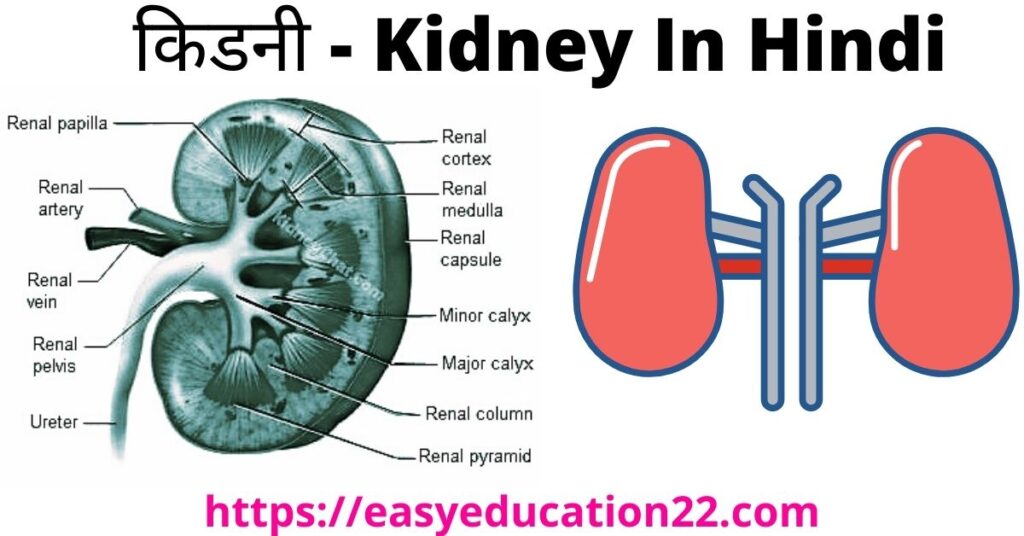 Kidney Ka Chitra - किडनी का चित्र